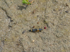 Chauliognathus lugubris
