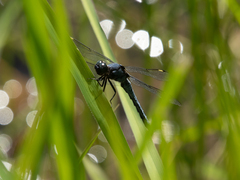 Libellula cyanea