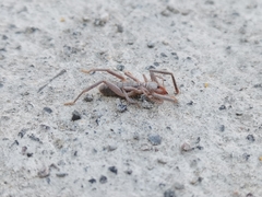 Ammotrechidae