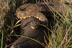 Bothrops alternatus