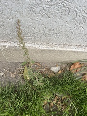 Chenopodium album