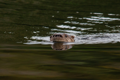 Lontra longicaudis