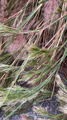 Andropogon glomeratus