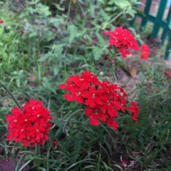 Glandularia peruviana