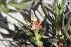 Carpobrotus edulis edulis