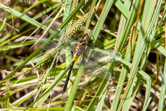 Leucorrhinia proxima