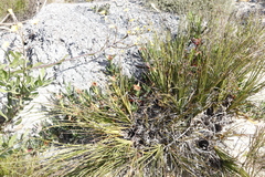 Carpobrotus edulis edulis