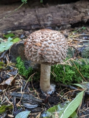 Chlorophyllum rhacodes