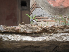 Passer italiae