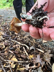 Psilocybe cyanescens