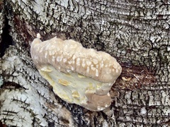 Fomitopsis ochracea