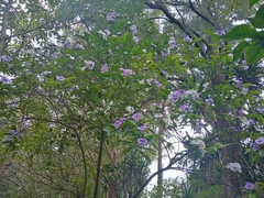 Brunfelsia pauciflora
