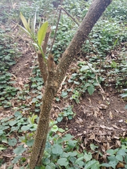 Brunfelsia pauciflora