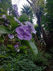 Brunfelsia pauciflora