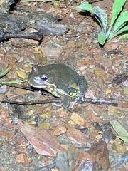 Limnodynastes dumerilii dumerilii