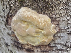 Fomitopsis ochracea