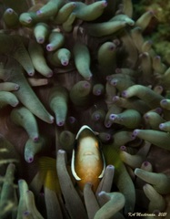 Amphiprion akindynos