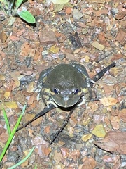 Limnodynastes dumerilii dumerilii
