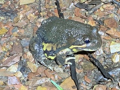 Limnodynastes dumerilii dumerilii