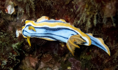Chromodoris elisabethina