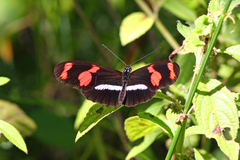Heliconius telesiphe