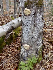 Fomitopsis ochracea