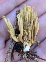 Phaeoclavulina eumorpha