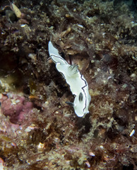 Doriprismatica atromarginata