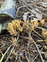 Phaeoclavulina eumorpha