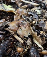 Psilocybe cyanescens