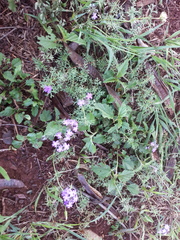 Glandularia tenera