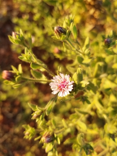 Streptoglossa decurrens thumbnail