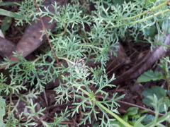 Glandularia tenera