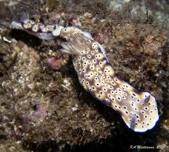 Hypselodoris tryoni