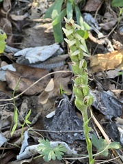 Spiranthes cernua