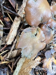Psilocybe cyanescens