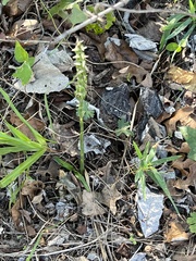 Spiranthes cernua