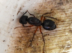 Camponotus atriceps