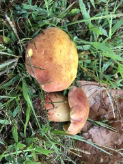 Xanthoconium purpureum