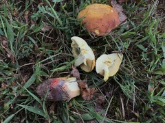 Xanthoconium purpureum