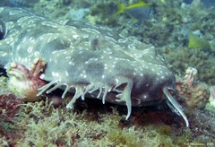 Orectolobus maculatus