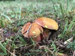 Xanthoconium purpureum