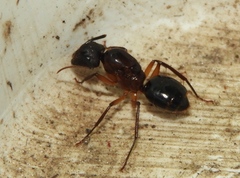 Camponotus atriceps