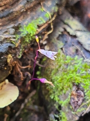 Apteria aphylla