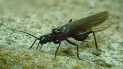 Plecoptera