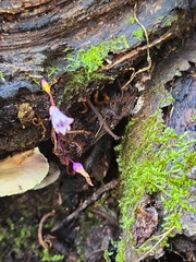 Apteria aphylla