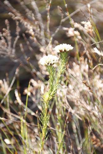 Image of Agathosma bifida by (c) Tony Rebelo, some rights reserved (CC BY-SA)