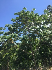 Cecropia obtusifolia