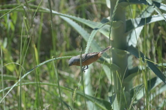Sporophila hypoxantha