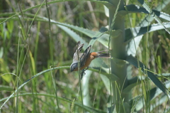 Sporophila hypoxantha